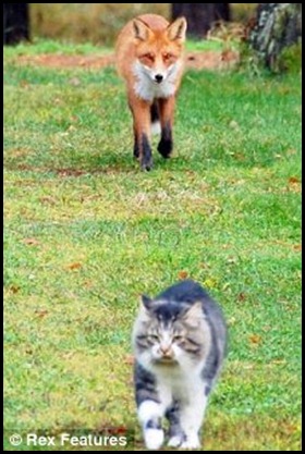 cat and fox-1